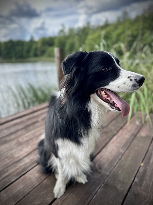 Pies rasy Border Collie o umaszczeniu czarno-białym